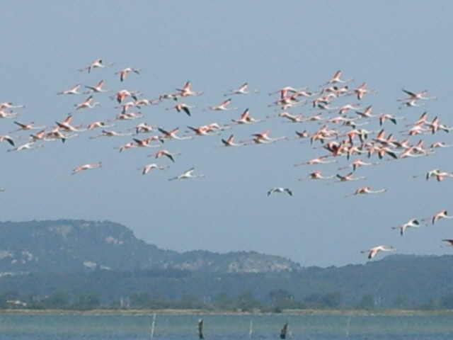 mehr Flamingos