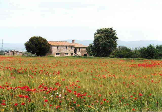 Mohnfeld bei Montepulciano